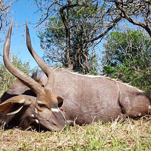 Nyala Hunting South Africa