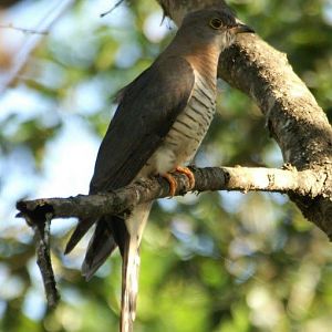 Red-chested Cuckoo in South Africa