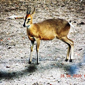 Hunt Grey Duiker South Africa