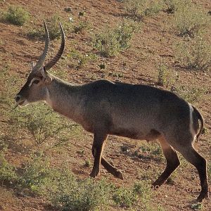 Waterbuck Bull South Africa