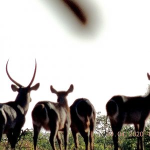 Hunt Waterbuck South Africa