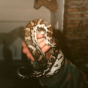 Python