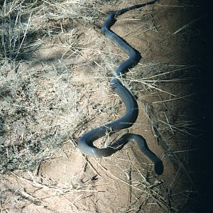 Black Mamba Namibia