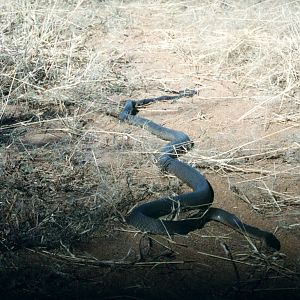 Black Mamba Namibia