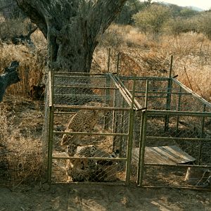 Cheetah Capture Namibia