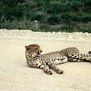 Cheetah at Etosha National Park in Namibia