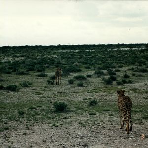 Cheetah at Etosha National Park in Namibia