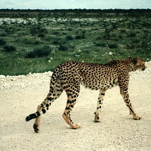 Cheetah at Etosha National Park in Namibia