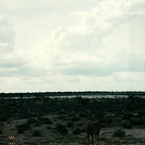 Cheetah at Etosha National Park in Namibia