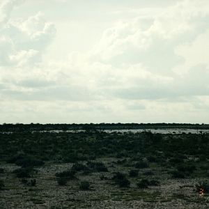 Cheetah at Etosha National Park in Namibia