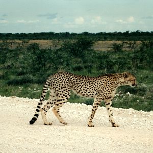 Cheetah at Etosha National Park in Namibia