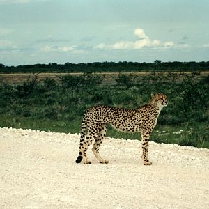 Cheetah at Etosha National Park in Namibia