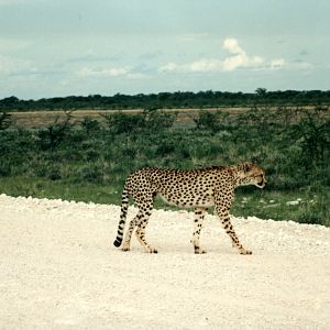 Cheetah at Etosha National Park in Namibia