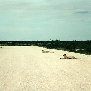 Cheetah at Etosha National Park in Namibia