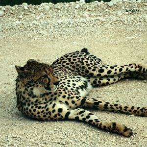 Cheetah at Etosha National Park in Namibia