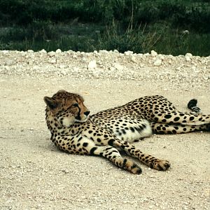 Cheetah at Etosha National Park in Namibia