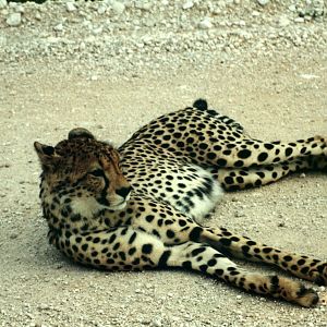 Cheetah at Etosha National Park in Namibia