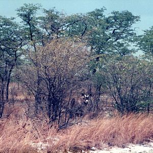 Gemsbok at Etosha National Park in Namibia