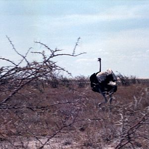 Ostrich at Etosha National Park in Namibia