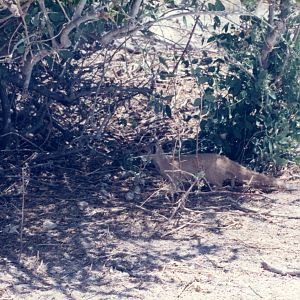 Mongoose at Etosha National Park in Namibia