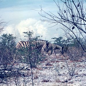 Zebra at Etosha National Park in Namibia