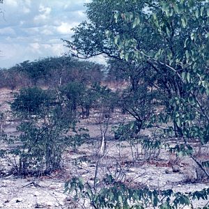 Gemsbok at Etosha National Park in Namibia