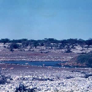 Springbok at Etosha National Park in Namibia