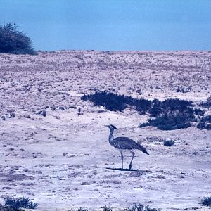 Secretary Bird at Etosha National Park in Namibia