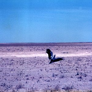 Secretary Bird at Etosha National Park in Namibia