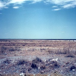 Etosha National Park in Namibia