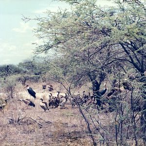 Elephant carcass at Etosha National Park in Namibia