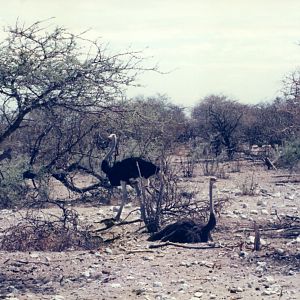 Ostrich at Etosha National Park in Namibia