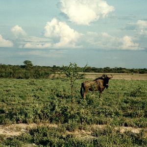 Blue Wildebeest at Etosha National Park in Namibia