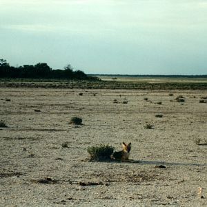 Jackal at Etosha National Park in Namibia