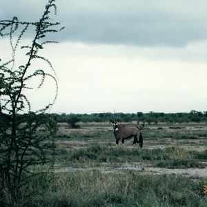 Gemsbok at Etosha National Park in Namibia