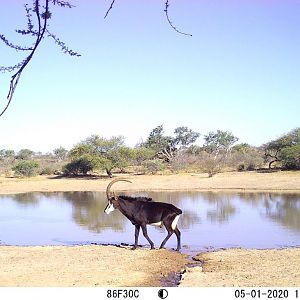 sable bull