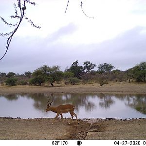 impala ram