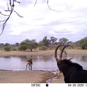 sable herd