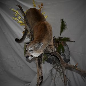 Mountain Lion Full Mount Taxidermy