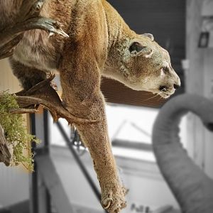 Mountain Lion Full Mount Taxidermy