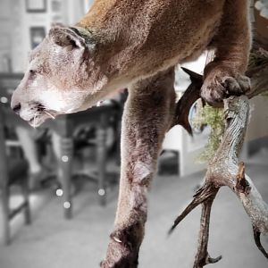 Mountain Lion Full Mount Taxidermy