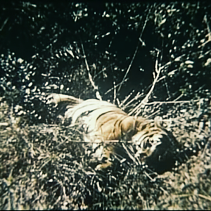 Royal Bengal Tiger Hunting India