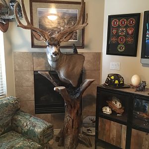 Media 'Mule Deer Pedestal Mount Taxidermy' in category 'Taxidermy & Trophy Room'