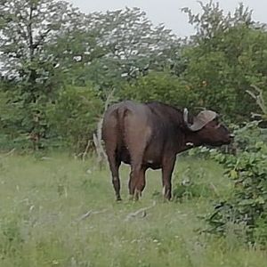 Cape Buffalo South Africa