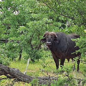 Cape Buffalo South Africa