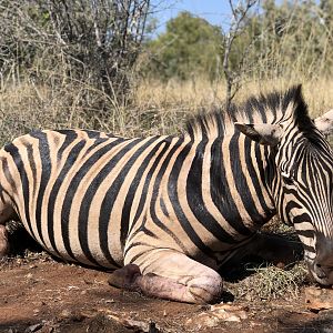 South Africa Hunt Burchell's Plain Zebra