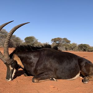 Sable Antelope Hunt South Africa