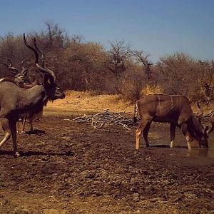 Kudu Trail Cam Pictures South Africa