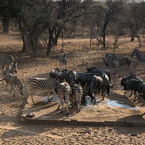 South Africa Burchell's Plain Zebra & Blue Wildebeest Trail Cam Pictures