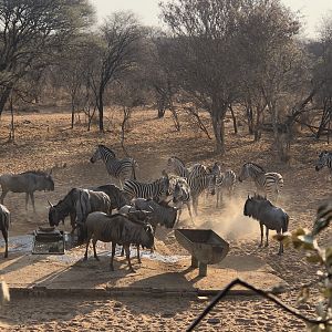 Trail Cam Pictures of Burchell's Plain Zebra & Blue Wildebeest in South Africa